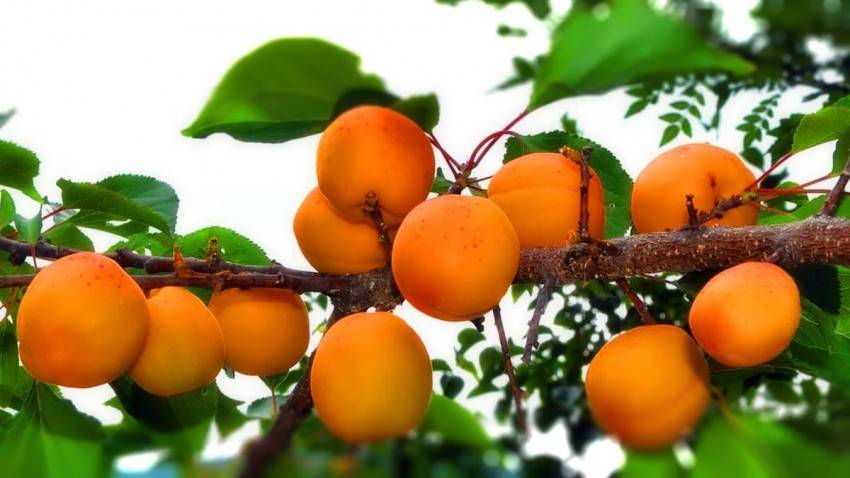 Когда созревают абрикосы - точное определение сроков созревания в зависимости от сорта (90 фото)