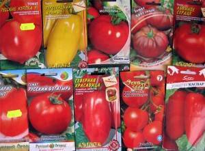 Вам предстоит посадка томатов на рассаду? узнайте, как делать это правильно!