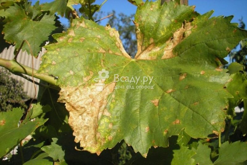 Болезни и вредители винограда: болезни листьев, вредители, грибковые заболевания