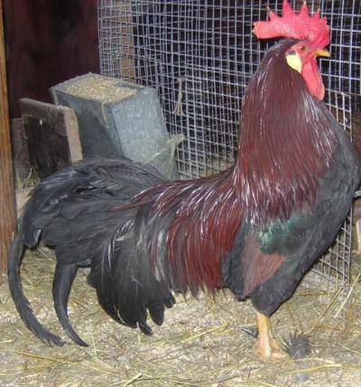 Амераукана – обзор редкой породы кур
