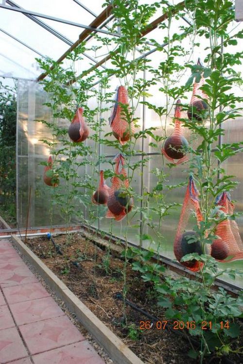 Выращивание арбузов в подмосковье: пошаговые инструкции для теплицы и открытого грунта