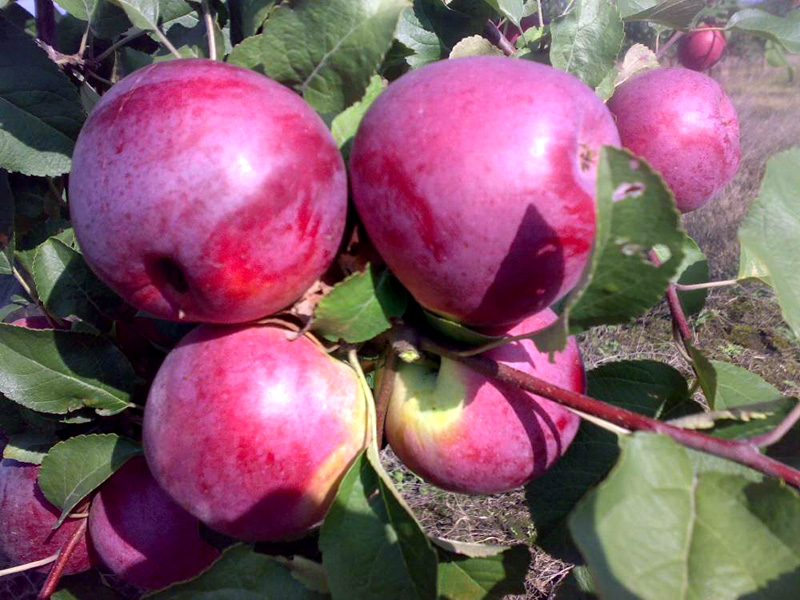 Яблоня вишневое: описание сорта, фото, отзывы садоводов