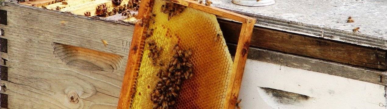 Перевозка пчел на медосбор - начинающему пчеловоду