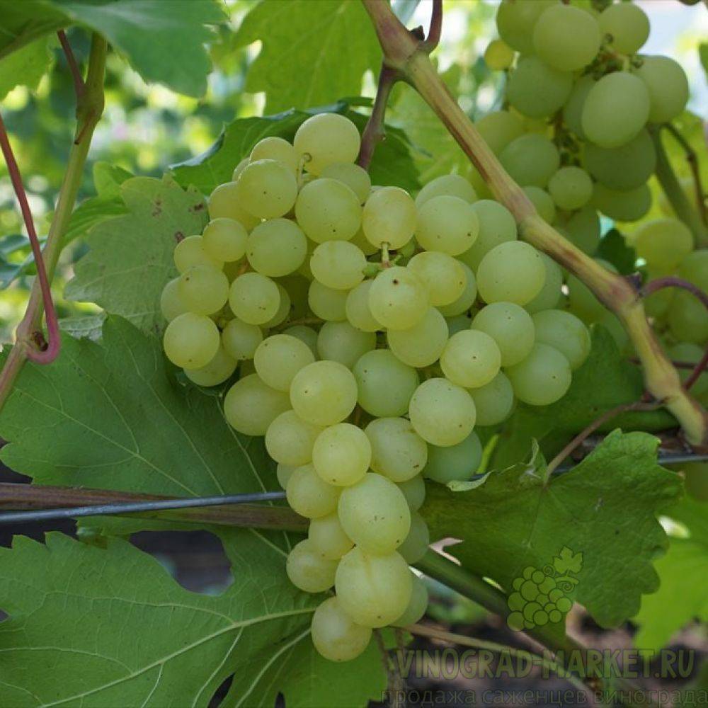 Особенности сорта винограда «кеша», фото