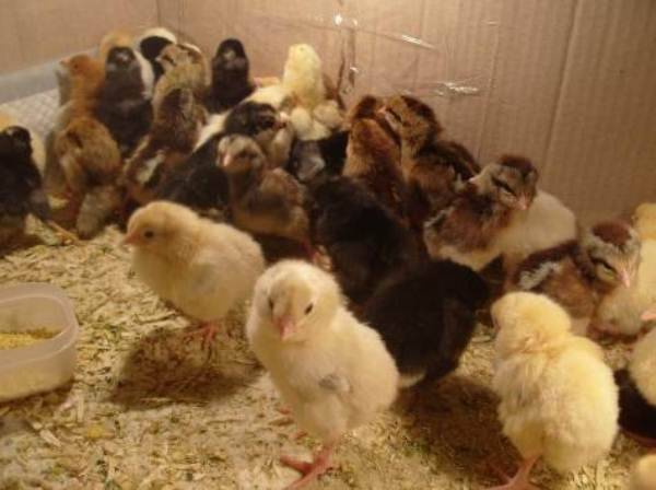 Чем кормить цыплят – рацион, суточных, недельных, месячных цыплят