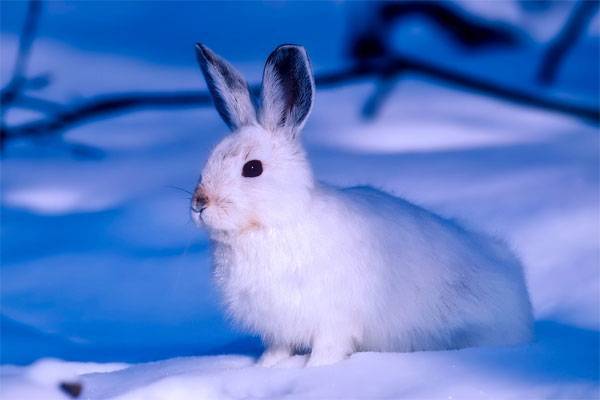Правильное содержание кроликов зимой на улице