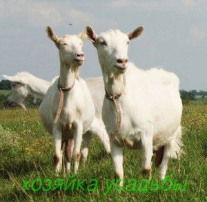 Альпийские козы (36 фото): описание и общая характеристика породы. сколько она дает молока? допустимые отклонения в окрасе козлят