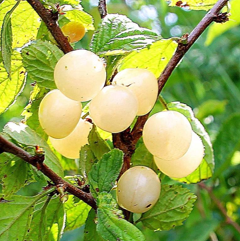 Войлочная вишня – как выглядит, отличие от обыкновенной вишни, популярные сорта, как вырастить из косточки?