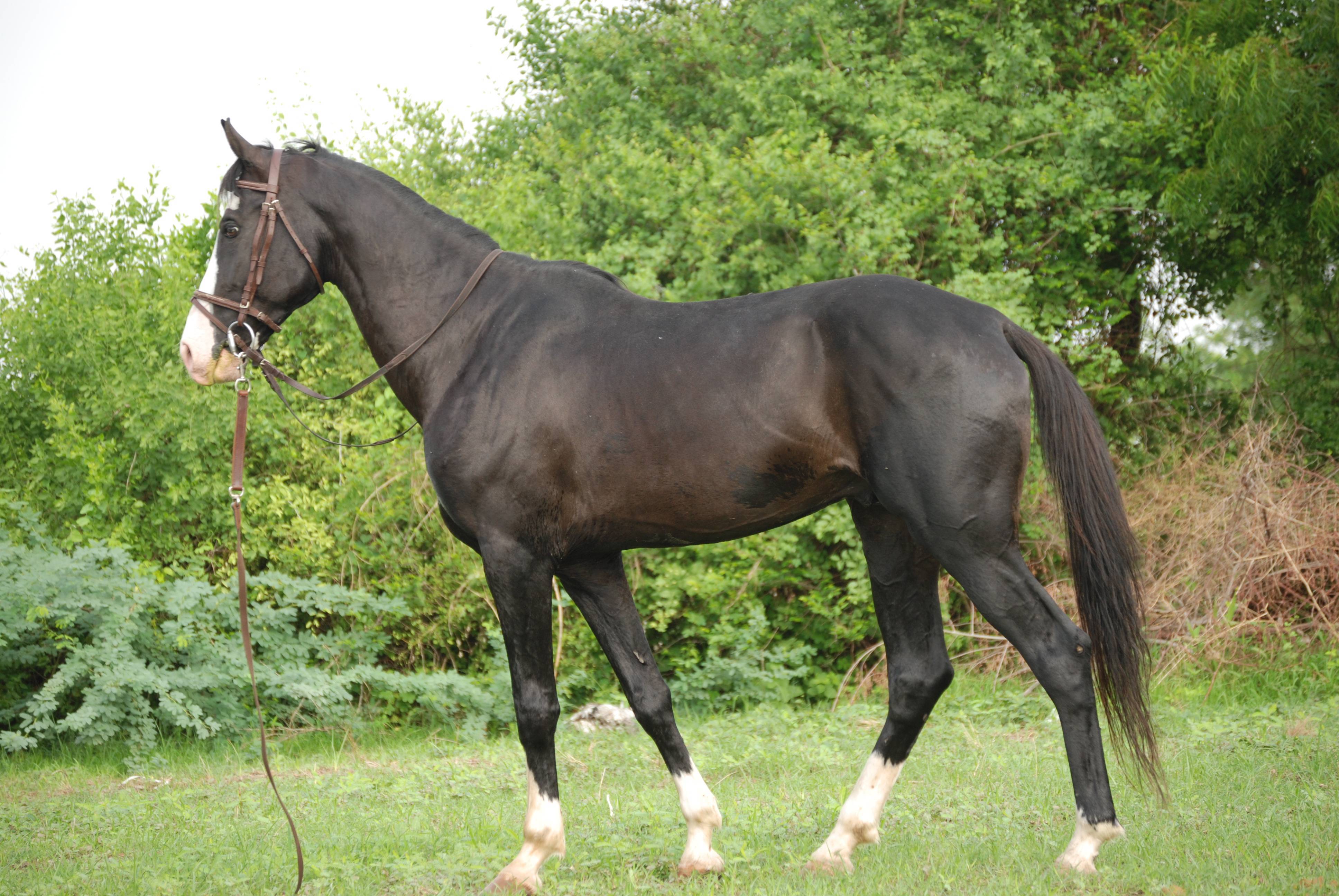 Беременность лошади: сроки, определение, рекомендации | 
ветеринарная служба владимирской области