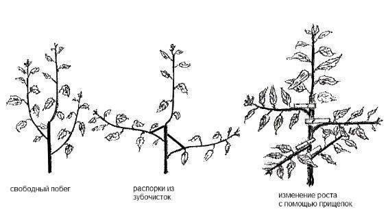 Для получения цветущего и плодоносящего сада – когда обрезать плодовые деревья?