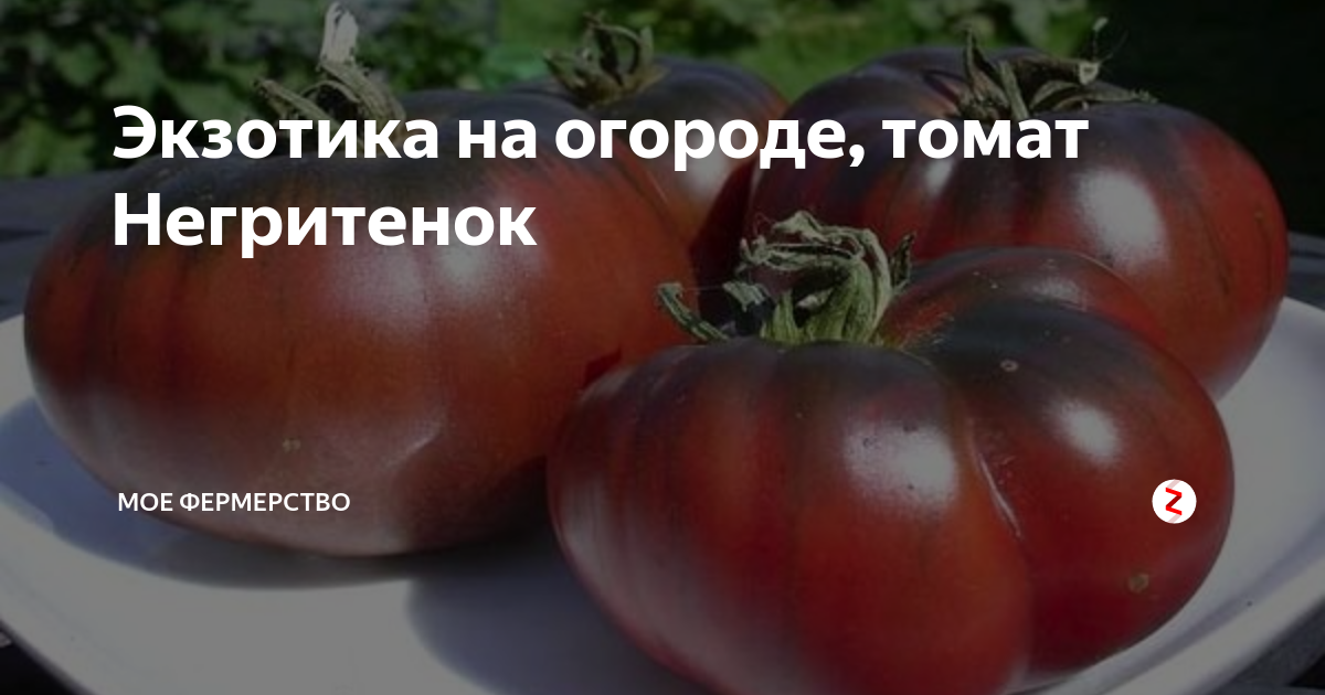 Лучшие сорта черных томатов: описание и фотографии