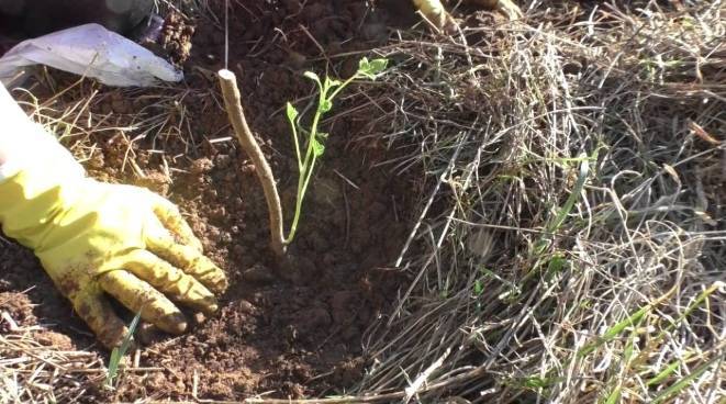 Как правильно посадить смородину весной саженцами: