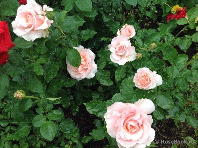 Чайно-гибридная роза версилия - описание сорта, фото и особенности агротехники | о розе