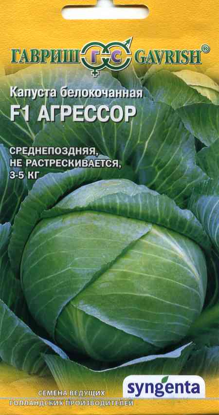 Капуста поздняя: лучшие сорта