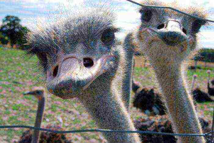 Содержание и разведение страусов в домашних условиях: видео и советы