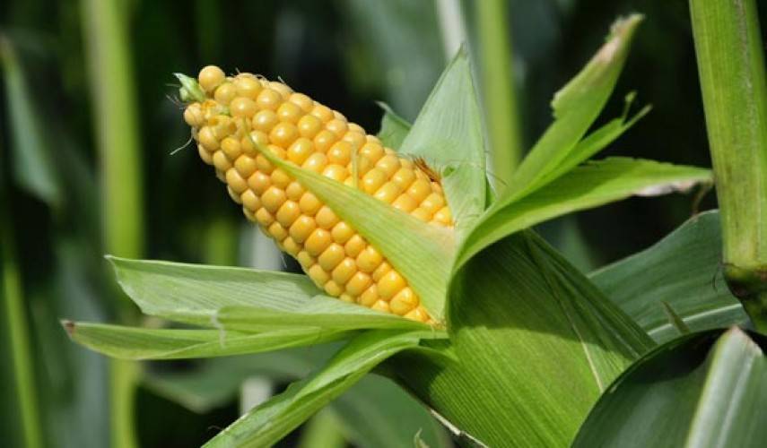 Как вырастить кукурузу на своем участке