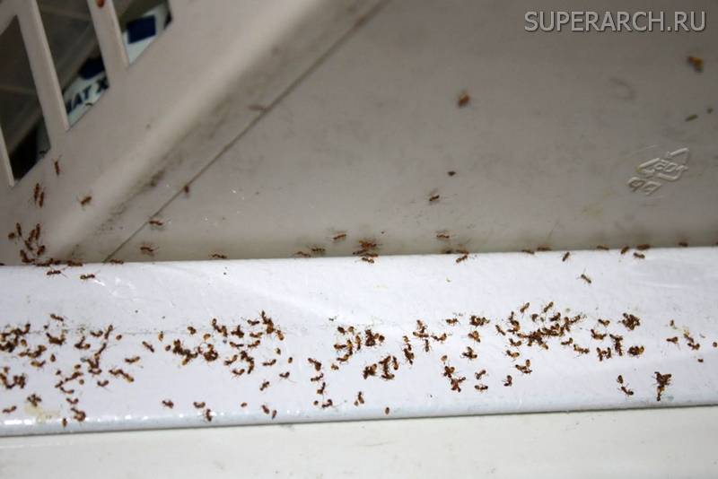 О методах борьбы с домашними муравьями: народные рецепты от насекомых в доме