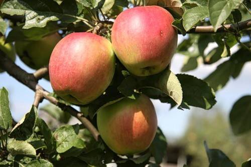 Выращивание яблони веньяминовское