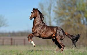 Быстрее ветра: кто самая резвая лошадь в мире?