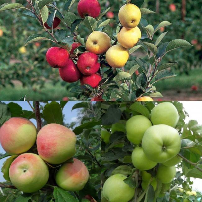 О яблоне юнга: описание сорта, характеристики, агротехника, выращивание