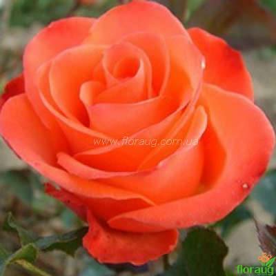 Чайно-гибридные розы: фото и видео лучших сортов с названиями и описанием, чайно-гибридные розы в саду