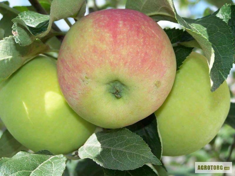 Как правильно посадить яблоки семеренко? особенности ухода и хранения плодов