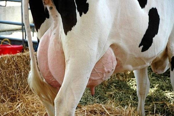Папилломатоз - как удалить бородавки у коровы