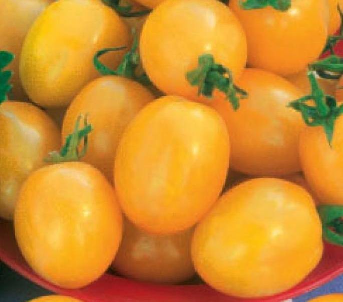 Мелкоплодные высокоурожайные томаты «карамель красная» f1: описание сорта и его достоинства