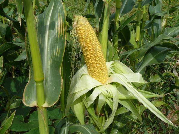 Как вырастить кукурузу на даче из семян или через рассаду: когда сажать, как ухаживать и другие особенности