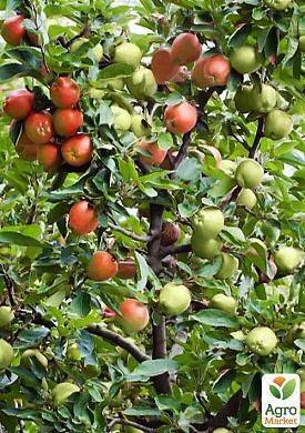 Яблоня – лечебные свойства