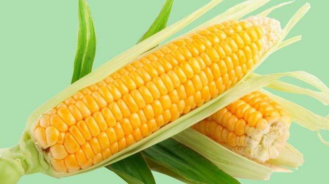 О лучших сортах кукурузы: описание и характеристики, посадка, уход, выращивание