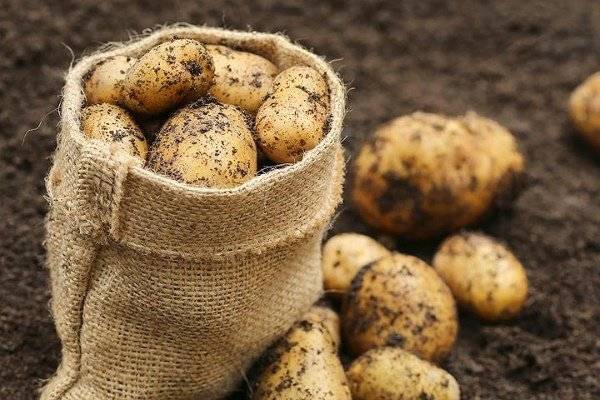 Благоприятные дни для посадки картофеля по лунному календарю