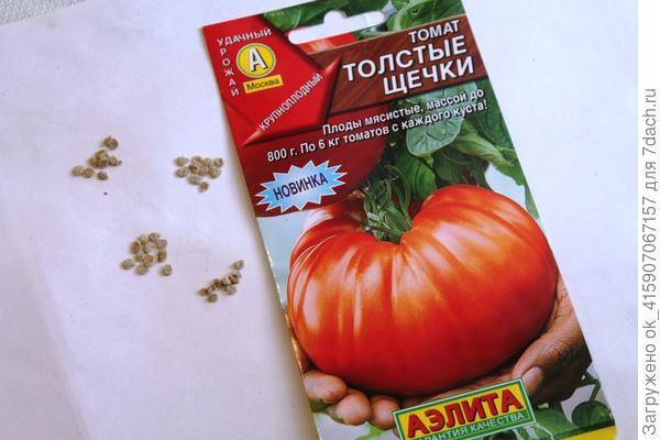Томат толстой