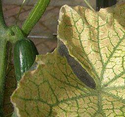 Обработка огурцов от пожелтения листьев: чем опрыскать, полить, народные средства