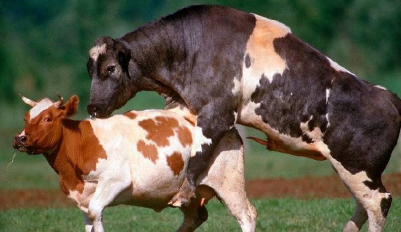 О спаривании коровы и быка (схема синхронизации коров, применение Эстрофана)