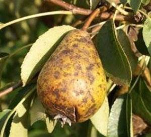 О болезнях груши: чернеют листья и плоды, как лечить, методы борьбы