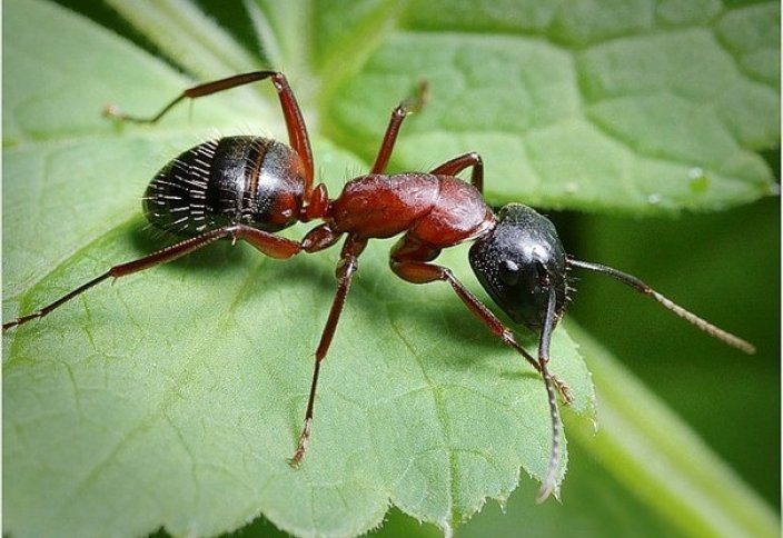 Чего боятся домашние муравьи в квартире: с помощью чего их можно прогнать
