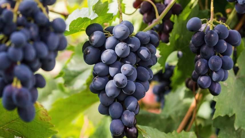 Описание винограда сорта зарево, правила посадки и выращивания