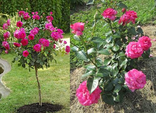 Лучшие сорта роз для сада и их характеристики