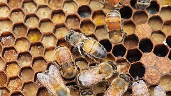 О болезнях пчел их признаки и лечение: акарапидоз, каменный расплод, чем лечить