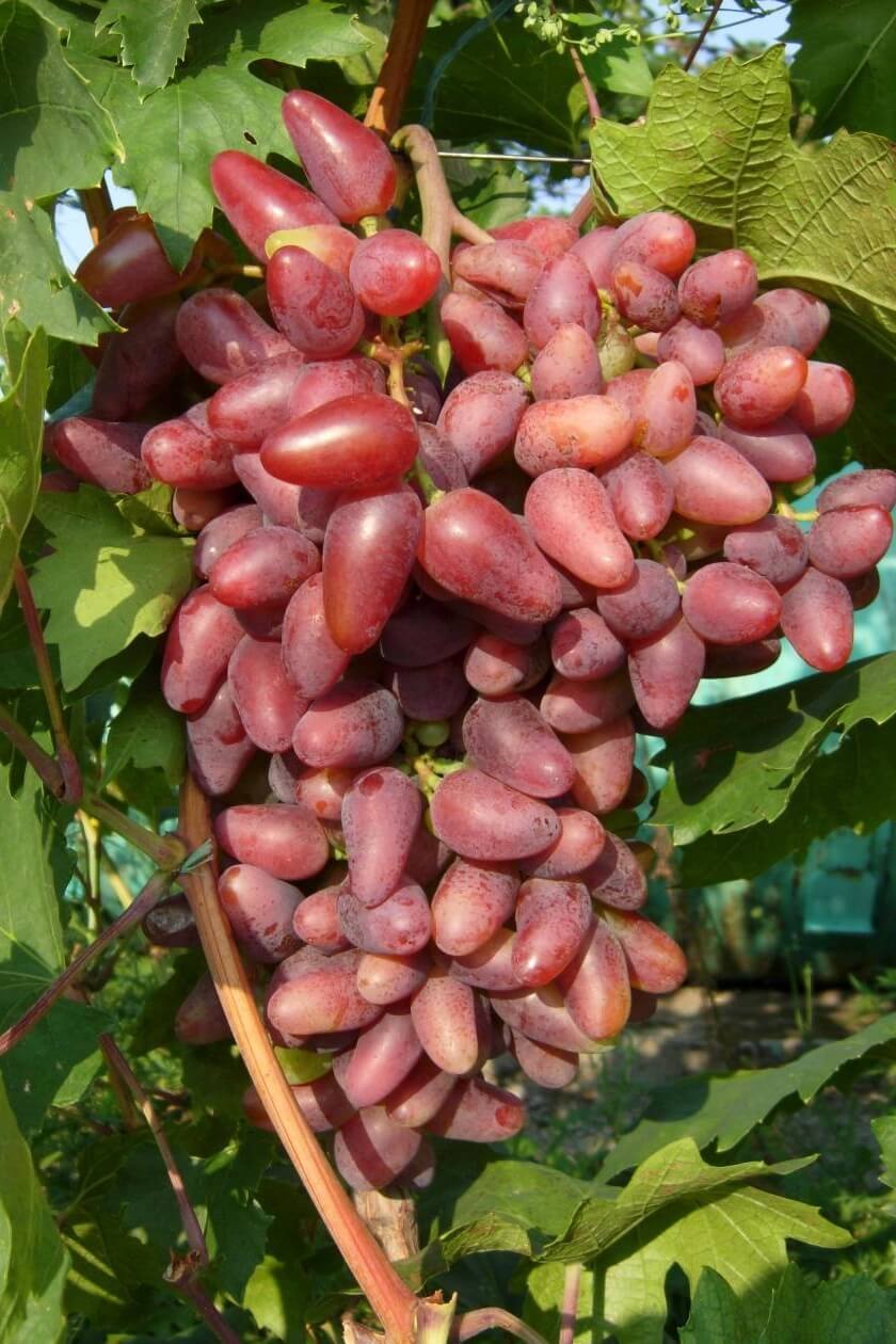Виноград дубовский розовый: описание сорта, его характеристики и фото
