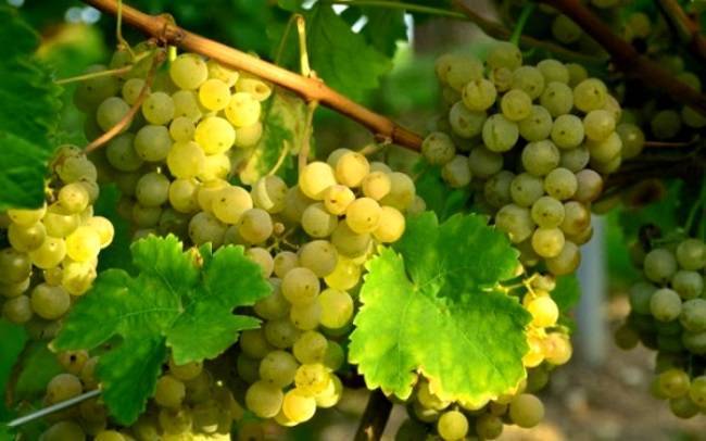 Сорта винограда - описание, самые лучшие ранние сорта для вина и рынка