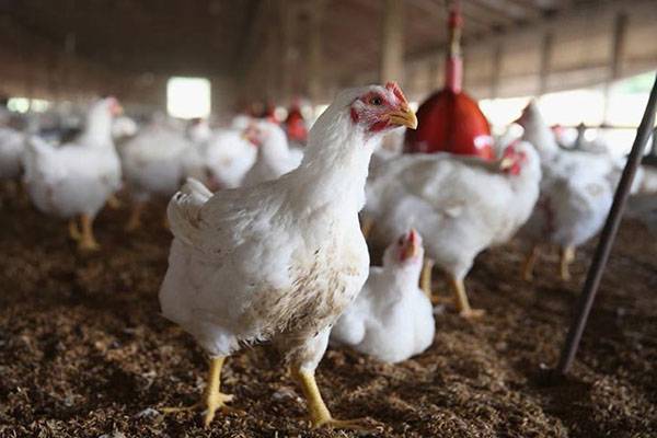 Цыплята бройлеры — выращивание, уход и особенности содержания в домашних условиях