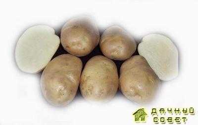 О картофеле винета: описание семенного сорта картофеля, характеристики, агротехника