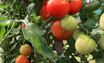 В открытом грунте окучивают помидоры