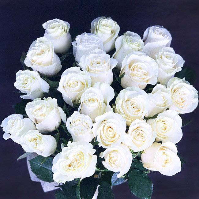 Белые розы (57 фото): особенности красивых цветов, описание лучших больших кустов роз. характеристики роз «белый медведь» и других сортов