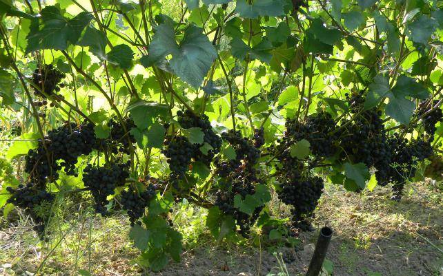 Виноград "загадка шарова": описание и характеристика, уход