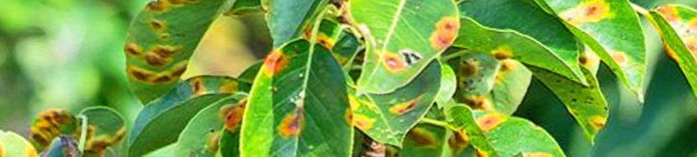 Листья у груши: почему скручиваются, желтеют, покрыты оранжевыми, желтыми пятнами, краснеют, сохнут, мелкие, лечение и профилактика