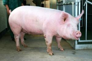 Мясные породы свиней: достоинства и недостатки