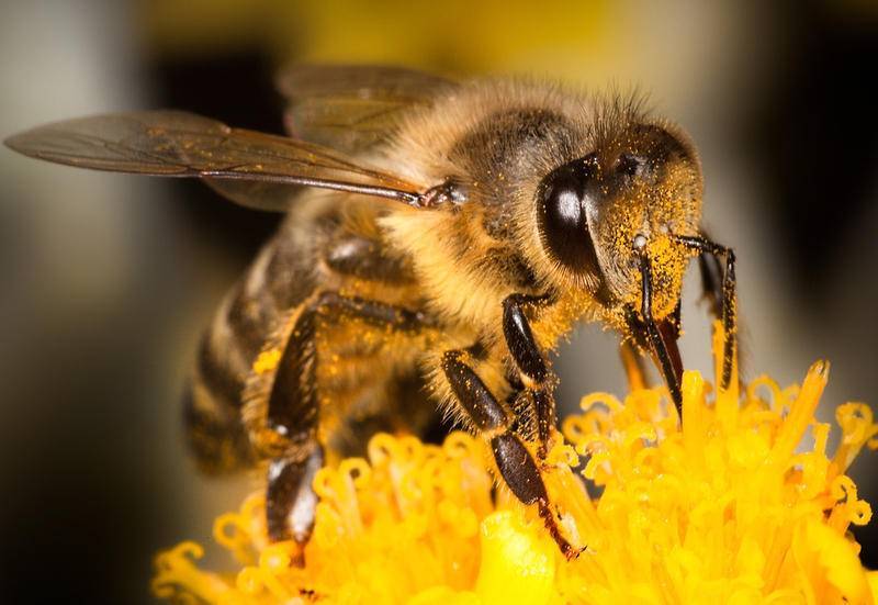 Рабочие пчелы: функции, инстинкты, продолжительность жизни